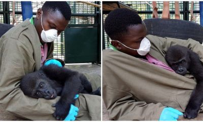 Rescued Baby Gorilla Embraces Caretaker for Comfort After Escaping Bushmeat Trade