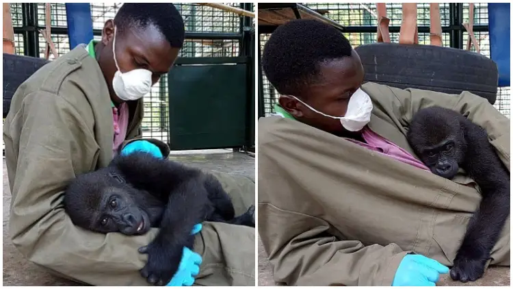 Rescued Baby Gorilla Embraces Caretaker for Comfort After Escaping Bushmeat Trade