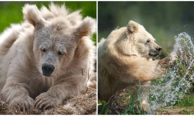 Rescued Circus Bear Starts a New Chapter of Freedom After Two Decades in Captivity