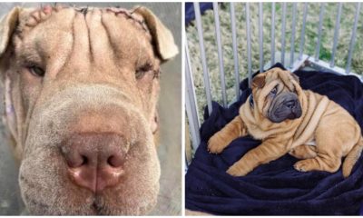 Rescued Shar Pei Pup with Eye Problems Underwent a "Face lift" to Help It See Again