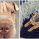 Rescued Shar Pei Pup with Eye Problems Underwent a "Face lift" to Help It See Again