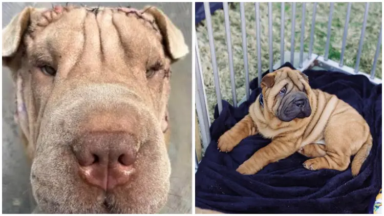 Rescued Shar Pei Pup with Eye Problems Underwent a "Face lift" to Help It See Again