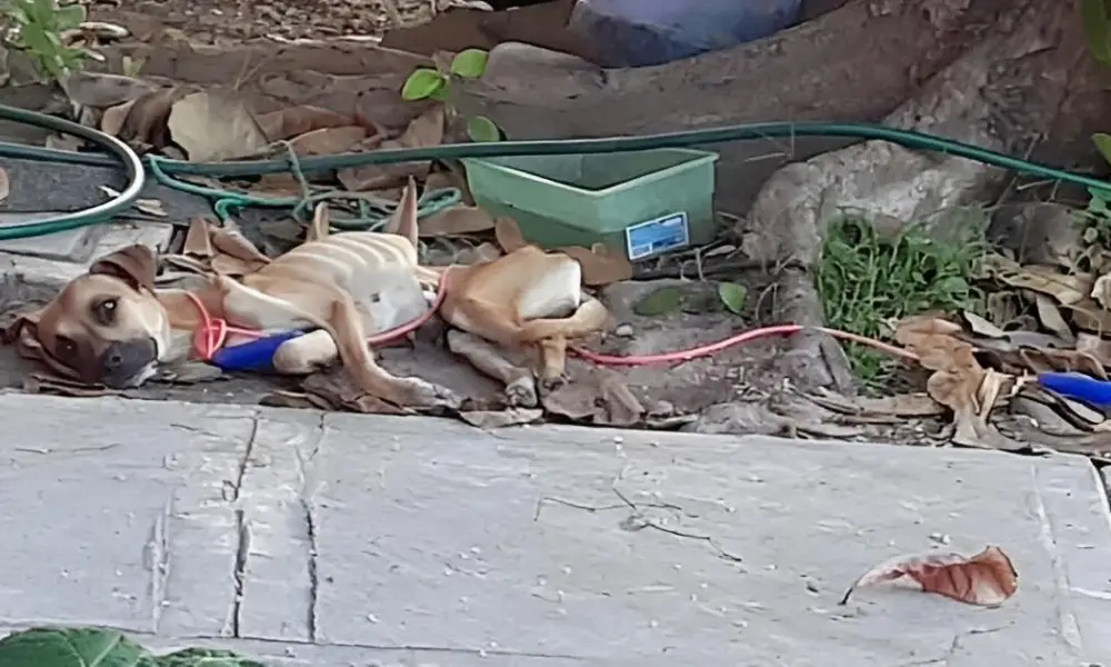 Rescuer Bursts into Tears When Witnessing The Dire State of Stray Dog