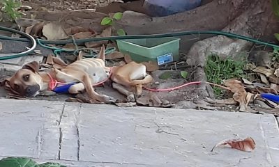 Rescuer Bursts into Tears When Witnessing The Dire State of Stray Dog