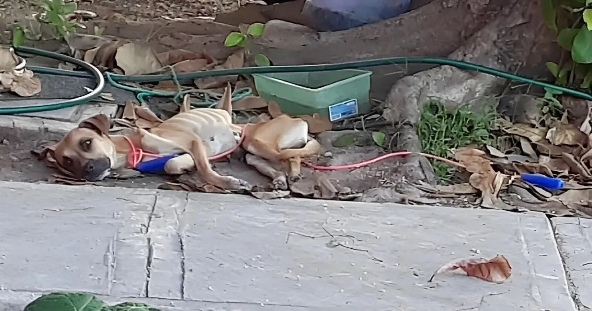 Rescuer Bursts into Tears When Witnessing The Dire State of Stray Dog