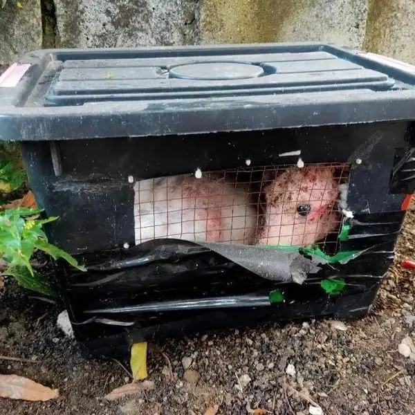 Rescuer Discovers Surprise Animal in Sealed Box, Heartbroken by Its True Identity
