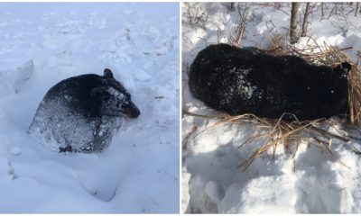 Rescuers Save Hibernating Black Bear Trapped in Icy Culvert