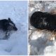 Rescuers Save Hibernating Black Bear Trapped in Icy Culvert