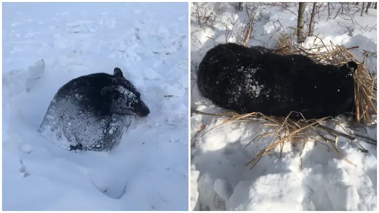 Rescuers Save Hibernating Black Bear Trapped in Icy Culvert