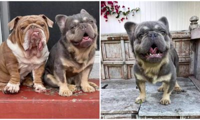 Resilient French Bulldog Overcomes Past to Rescue Dogs from Puppy Mills