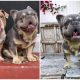 Resilient French Bulldog Overcomes Past to Rescue Dogs from Puppy Mills