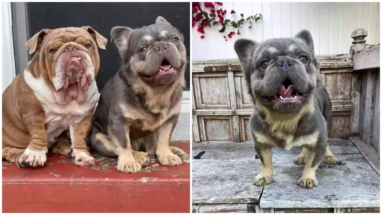 Resilient French Bulldog Overcomes Past to Rescue Dogs from Puppy Mills