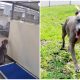 Resilient Shelter Dog Finds Forever Home After Heart-Wrenching Video Goes Viral