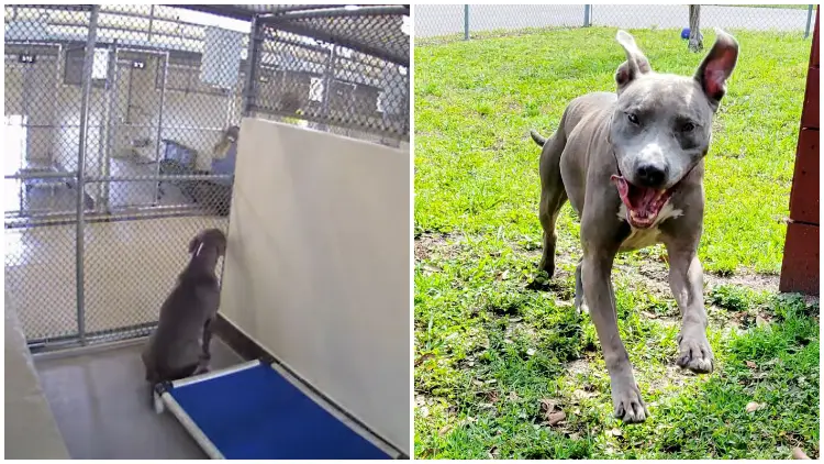 Resilient Shelter Dog Finds Forever Home After Heart-Wrenching Video Goes Viral