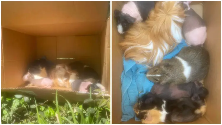 Runner Finds Cardboard Box on Trail with Furry and Hairless Animals Inside