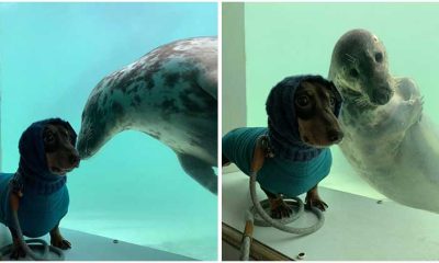 Sausage Dog and Seal Puppy Became Instant BFFs at First Sight