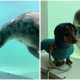 Sausage Dog and Seal Puppy Became Instant BFFs at First Sight