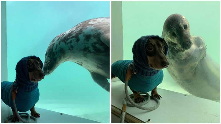 Sausage Dog and Seal Puppy Became Instant BFFs at First Sight