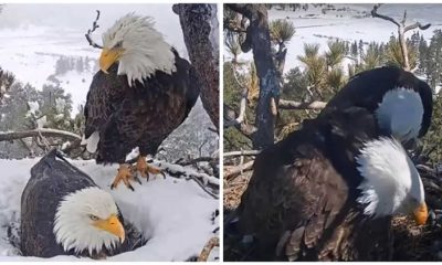 Secret Camera Recorded The Tender Moments of a Loving Eagle Husband Pampering His Wife