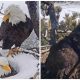 Secret Camera Recorded The Tender Moments of a Loving Eagle Husband Pampering His Wife