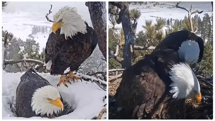 Secret Camera Recorded The Tender Moments of a Loving Eagle Husband Pampering His Wife