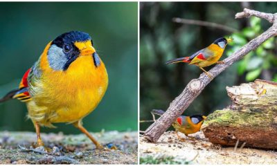 See the Autumn Beauty Reflected in the Exquisite Plumage of the Silver-Eared Mesia