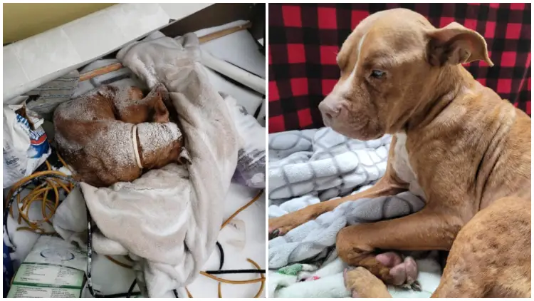 Senior Dog Left in The Freezing Cold Receives a Heartwarming Christmas Miracle