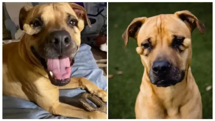 Shelter Dog Is Constantly Overlooked by Potential Adopters Due To Her Unappealing Appearance