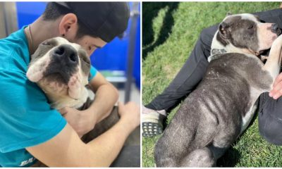 Shelter Dog Shows Gratitude to Rescuers with Heartfelt Hugs