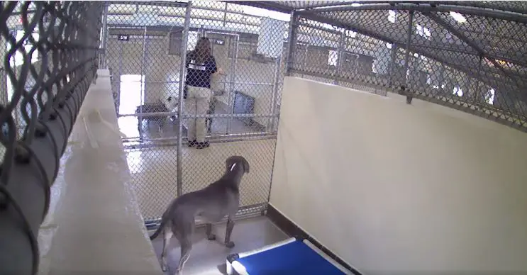 Shelter Dog Unnoticed During a Year, Hoping for a Loving Home