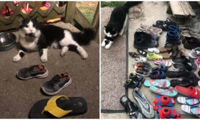 Shoe-stealing Cat's Antics Exposed by Vigilant Owner