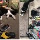 Shoe-stealing Cat's Antics Exposed by Vigilant Owner