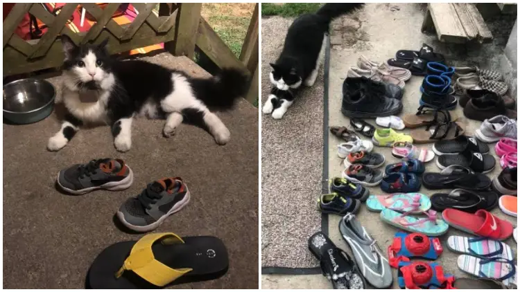 Shoe-stealing Cat's Antics Exposed by Vigilant Owner