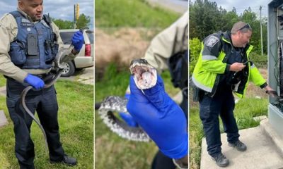 Snake Causes Traffic Jam by Accidentally Switching Off Power to Stoplights at Intersection