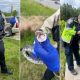 Snake Causes Traffic Jam by Accidentally Switching Off Power to Stoplights at Intersection