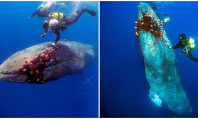 Spanish Diver Endangered Their Own Life to Rescue a 40-foot-long Whale That Was Caught in an Illegal Fishing Net