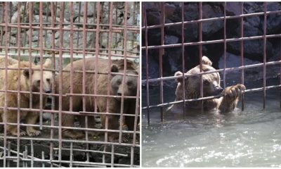 Starving Bears Left Cramped Cage For A Decade, Finally Begin Their Journey To Freedom