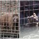 Starving Bears Left Cramped Cage For A Decade, Finally Begin Their Journey To Freedom