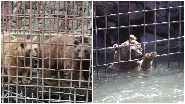 Starving Bears Left Cramped Cage For A Decade, Finally Begin Their Journey To Freedom
