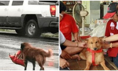 Stray Dog Carrying a Package in Its Mouth Emerges as a Hero and is Awarded a Lifeguard Collar