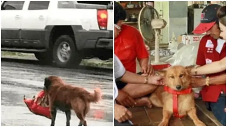 Stray Dog Carrying a Package in Its Mouth Emerges as a Hero and is Awarded a Lifeguard Collar