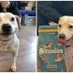 Stray Dog Finds Forever Home Thanks to Her Fabulous and Cute Smile