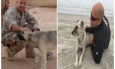 Stray Dog Followed A Marine Over 70 Miles To Prove They Were Meant To Be Together