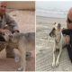 Stray Dog Followed A Marine Over 70 Miles To Prove They Were Meant To Be Together