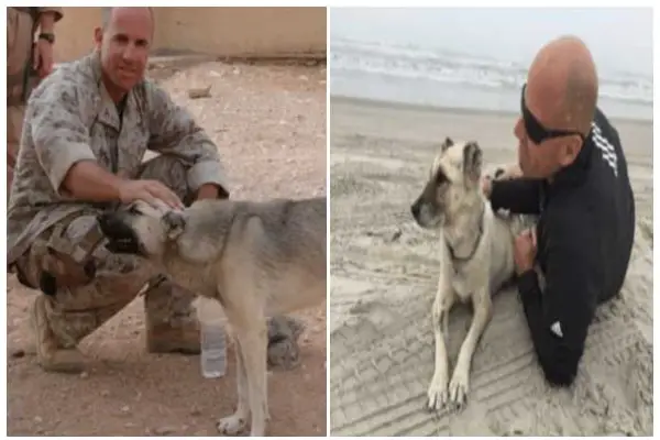 Stray Dog Followed A Marine Over 70 Miles To Prove They Were Meant To Be Together