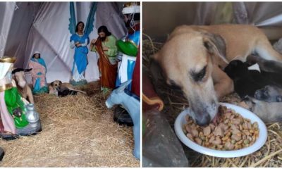 Stray Dog's Unplanned Appearance in Nativity Scene Manager Brings a Heartwarming Spirit