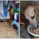 Stray Dog's Unplanned Appearance in Nativity Scene Manager Brings a Heartwarming Spirit