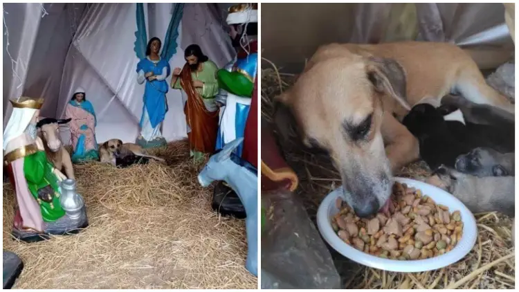 Stray Dog's Unplanned Appearance in Nativity Scene Manager Brings a Heartwarming Spirit