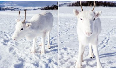 Stunning White Baby Reindeer Was Spotted in The Glistening Snow, Creating a Magical Moment