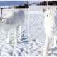 Stunning White Baby Reindeer Was Spotted in The Glistening Snow, Creating a Magical Moment